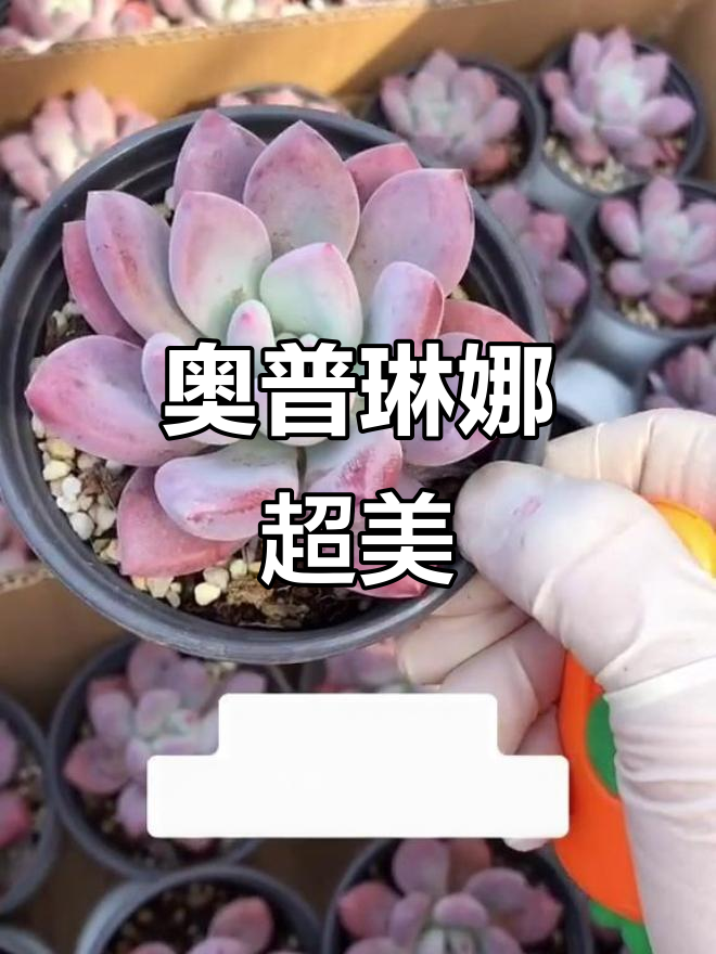 奥普琳娜多肉控出状态,比桃蛋更粉嫩、饱满