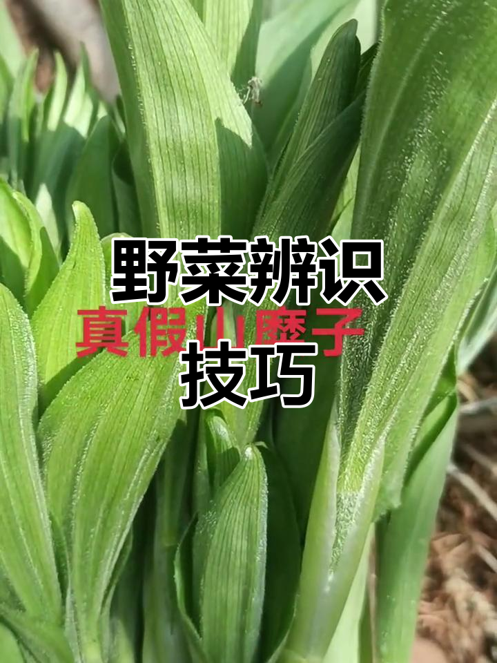 野菜真假辨别,采食前务必仔细辨认,避免误食