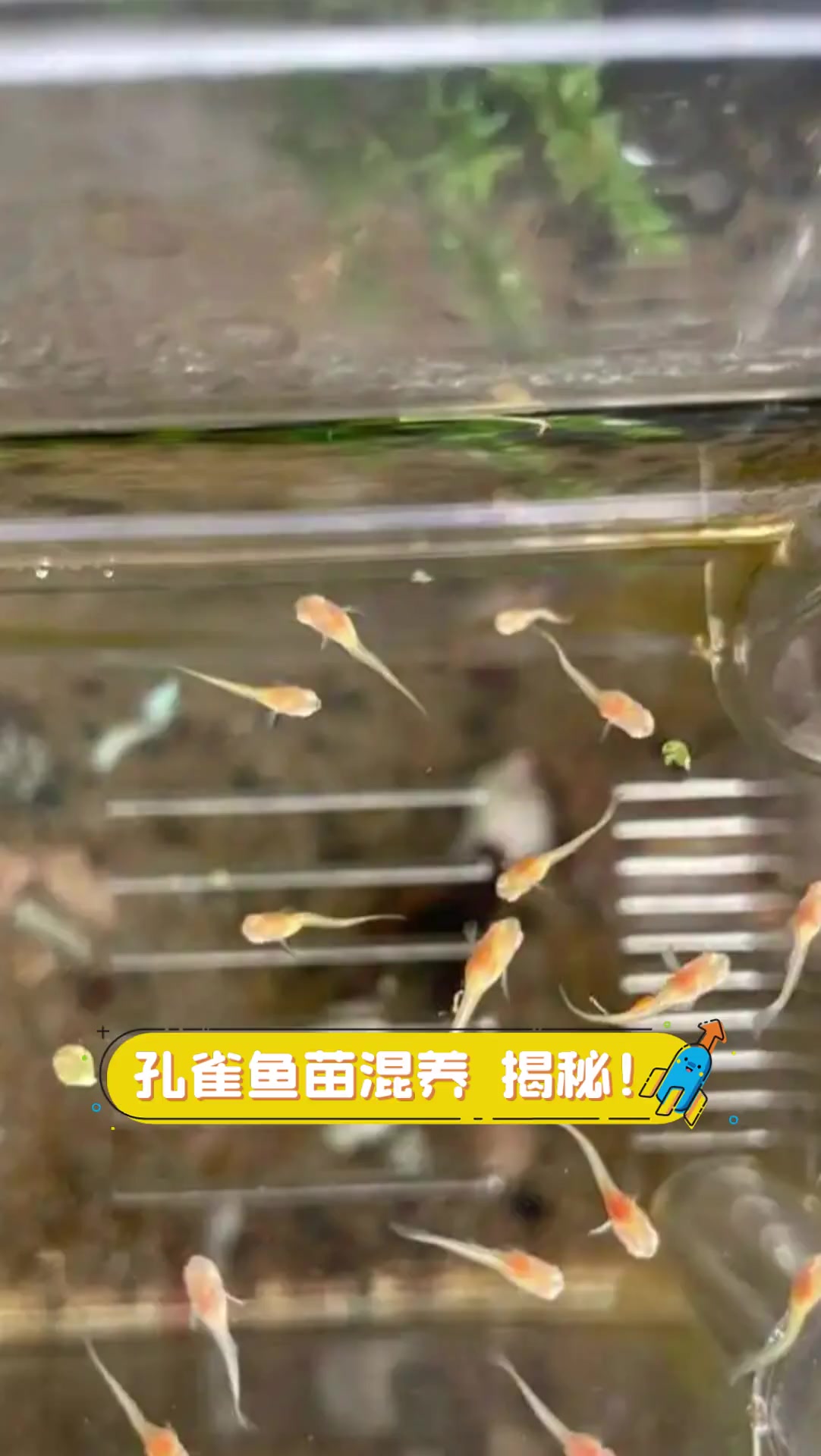 孔雀鱼苗混养,揭秘!