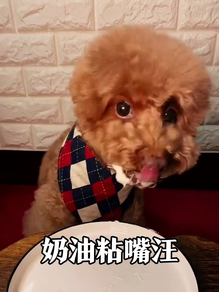 小狗沉浸式炫蛋糕,最后奶油沾嘴萌化了