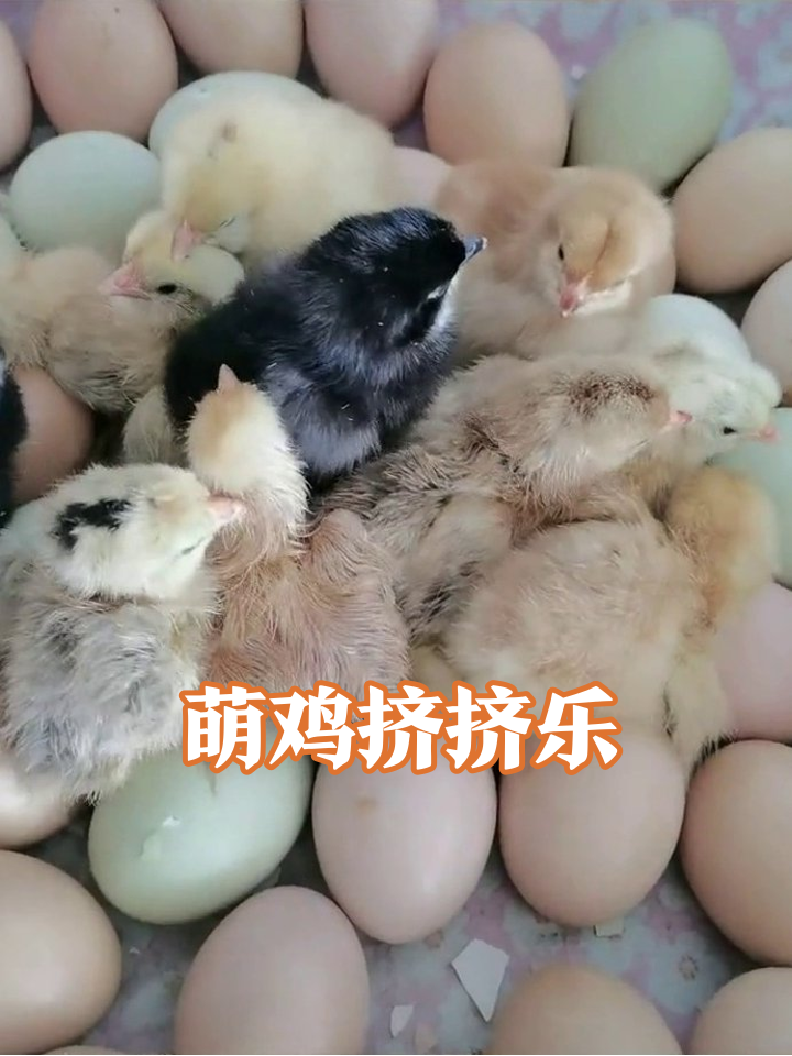 刚破壳小鸡天团出道!毛色混搭萌到犯规