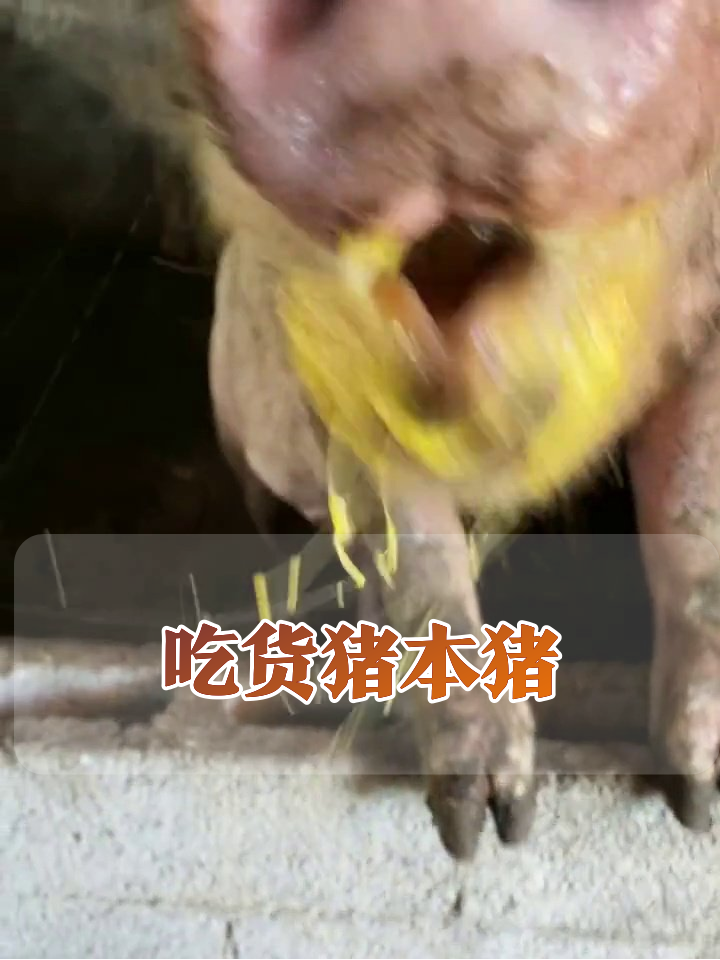 猪吃鸡蛋吃出表情包!蛋黄流到下巴还在狂炫