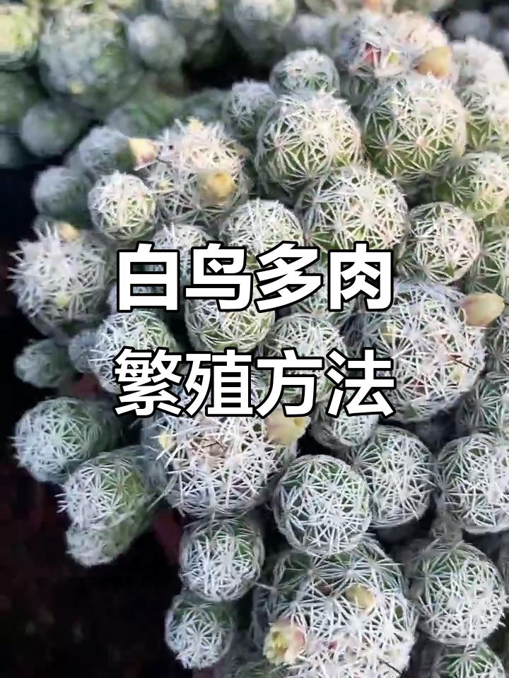 如何用侧芽繁殖白鸟多肉植物,轻松爆盆技巧大公开