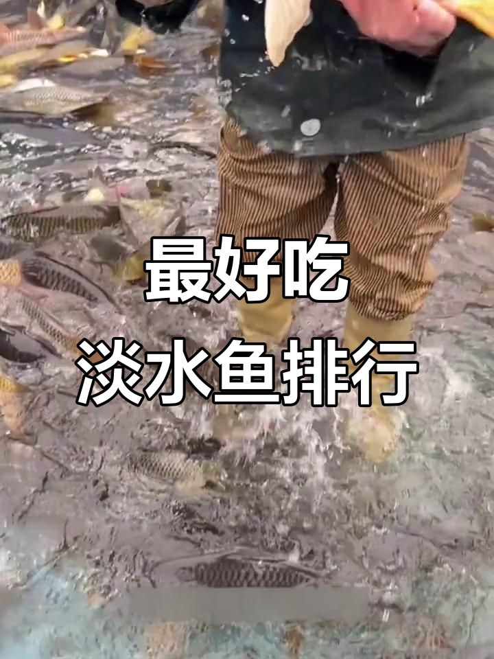 淡水鱼十大美味排名,黄骨鱼、黑鱼肉质鲜嫩上榜