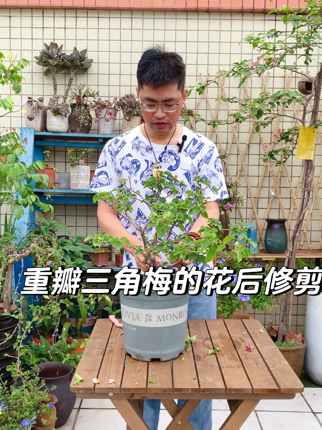三角梅|重瓣类三角梅花后维护&塑型