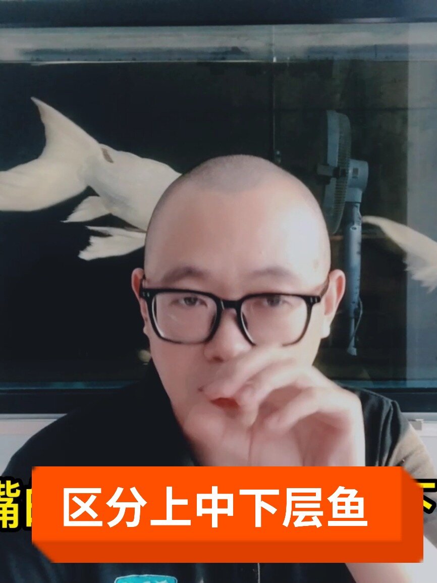 如何区分上层鱼、中层鱼、下层鱼?