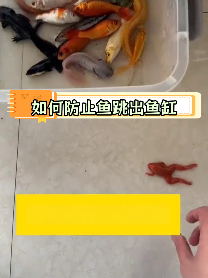 鱼缸里的鱼儿总是跳出来?找出原因并解决