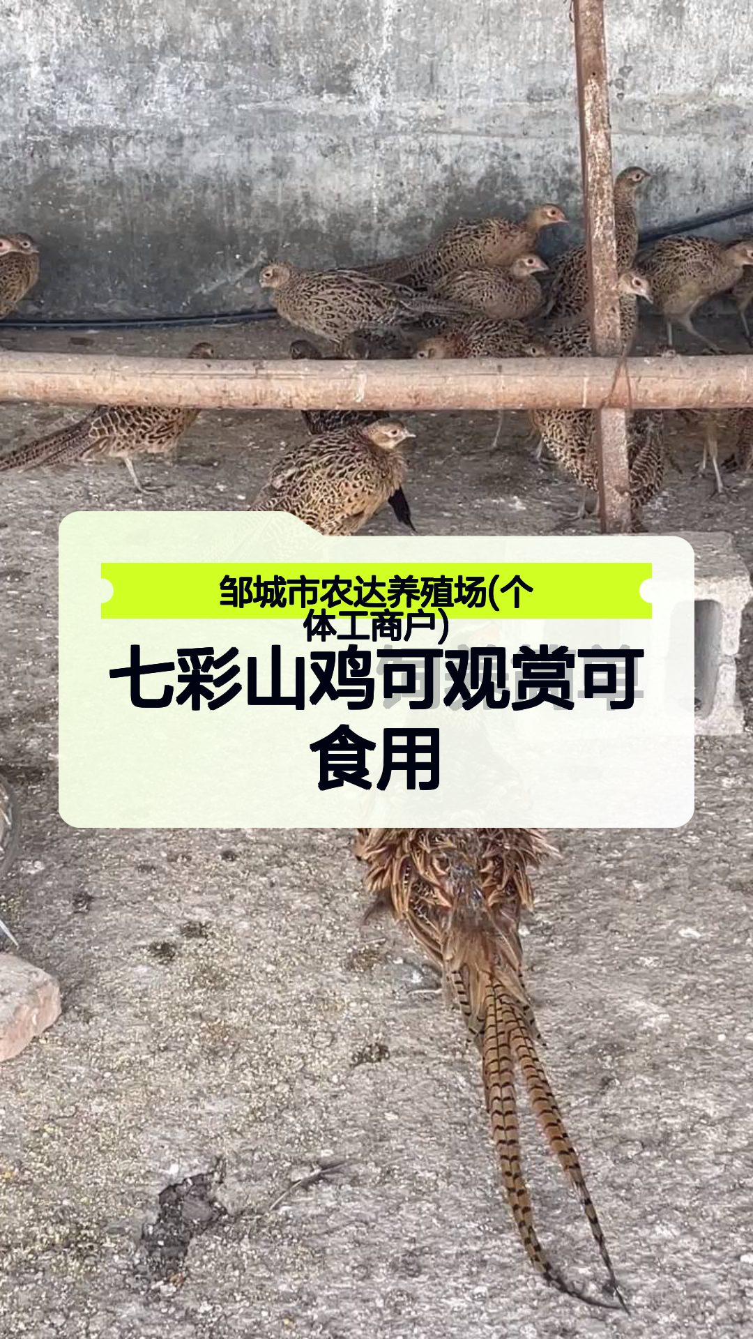 七彩山鸡可观赏可食用