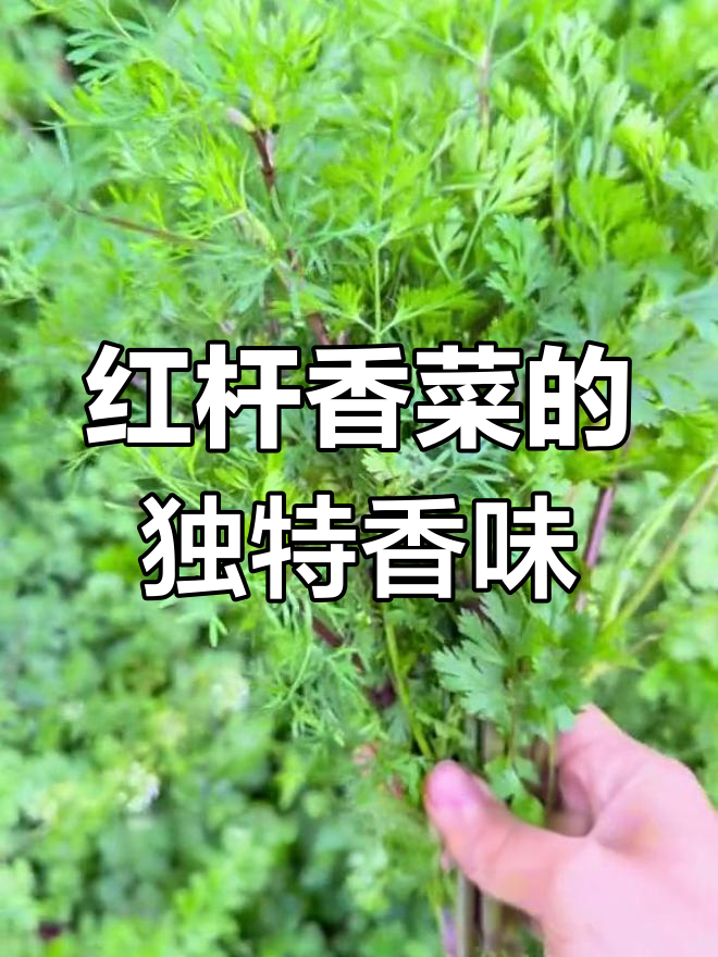 云南红杆香菜,香气扑鼻无法抗拒
