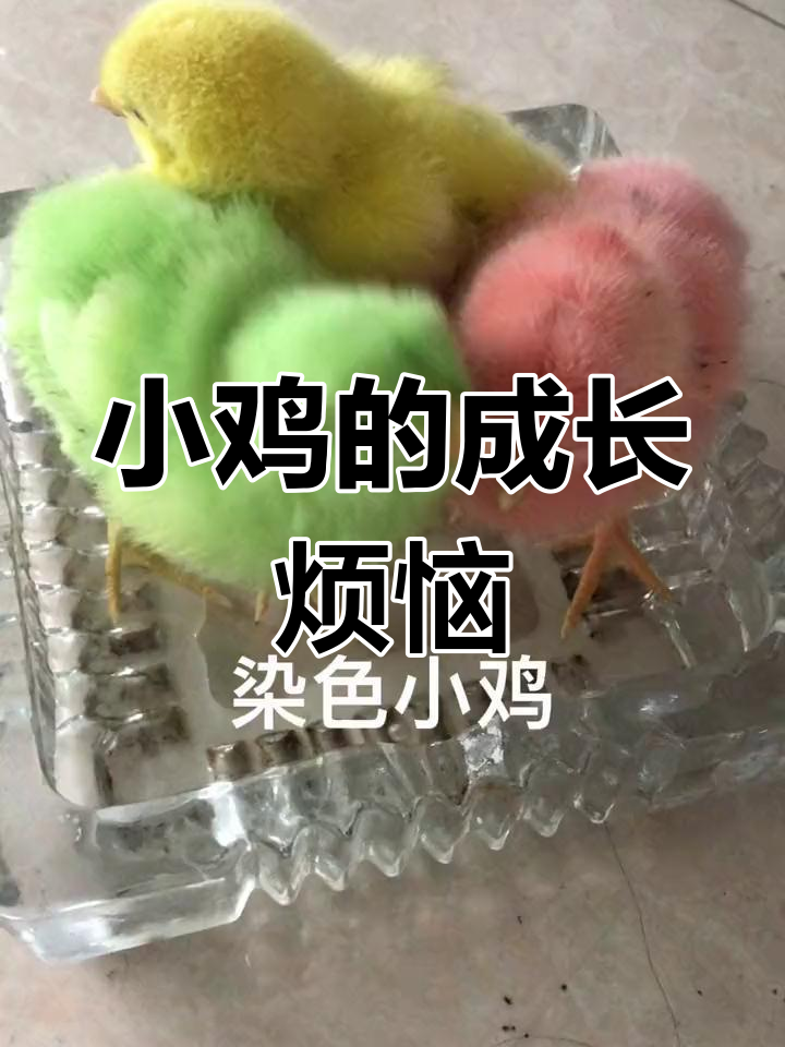 染色小鸡一天天长大,舍不得吃,希望它们慢点成长