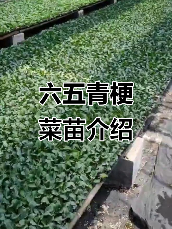 山东寿光蔬菜育苗基地，六十五天耐热新品苗展示