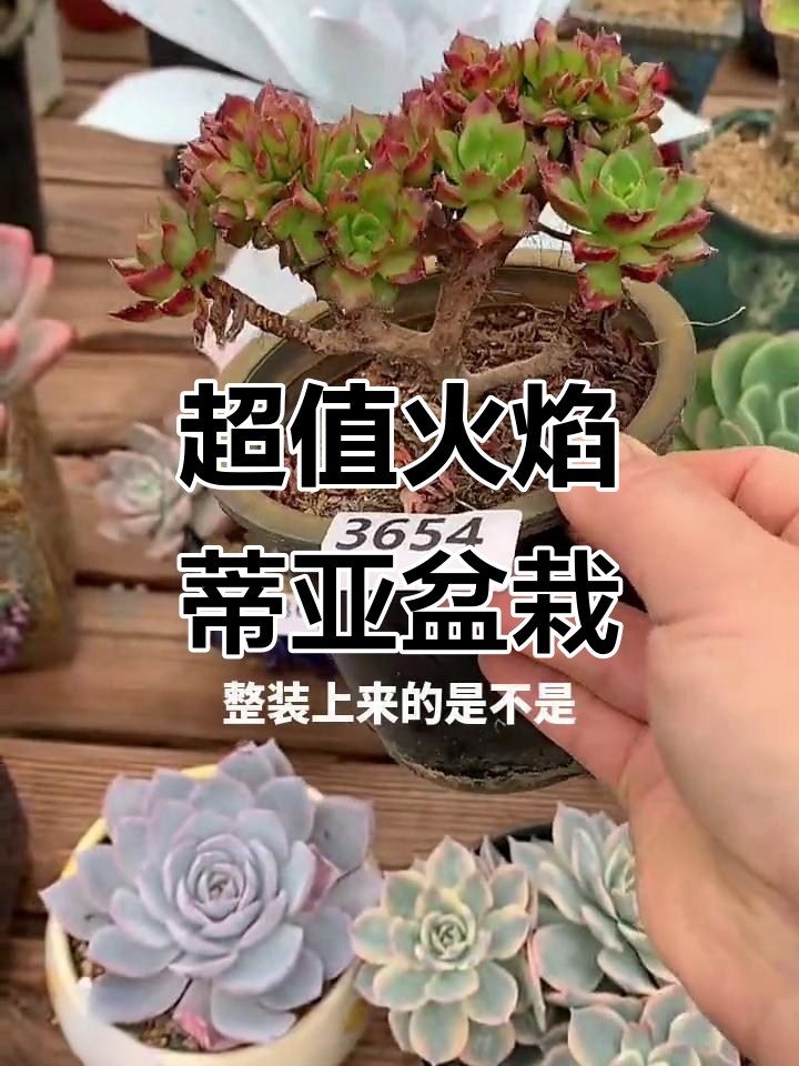 火焰蒂亚多肉植物,四十元超值木质盆装推荐
