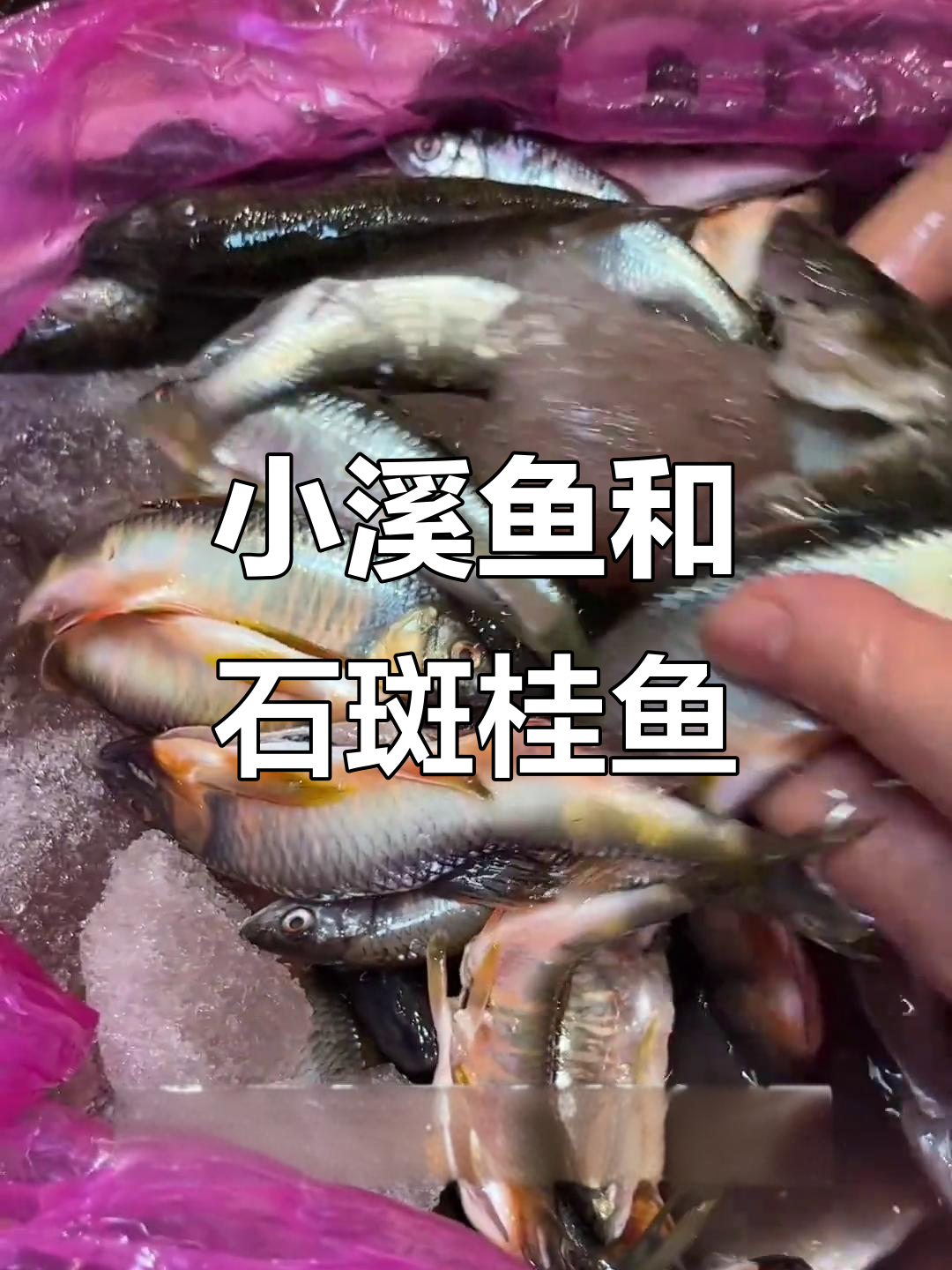 合肥小溪鱼与石斑桂鱼的独特美味,山里来的新鲜好味