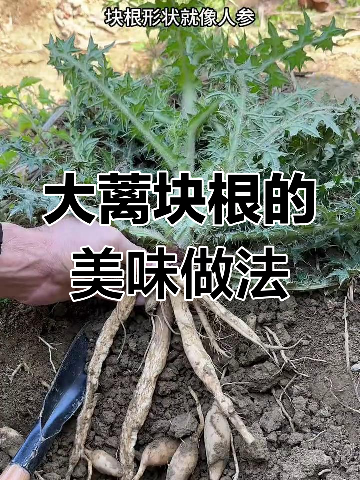 刺儿菜块根炖汤,农村人最爱挖的宝贝
