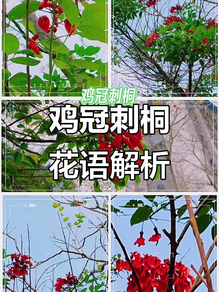 鸡冠刺桐的花语:永生、痴情与富贵