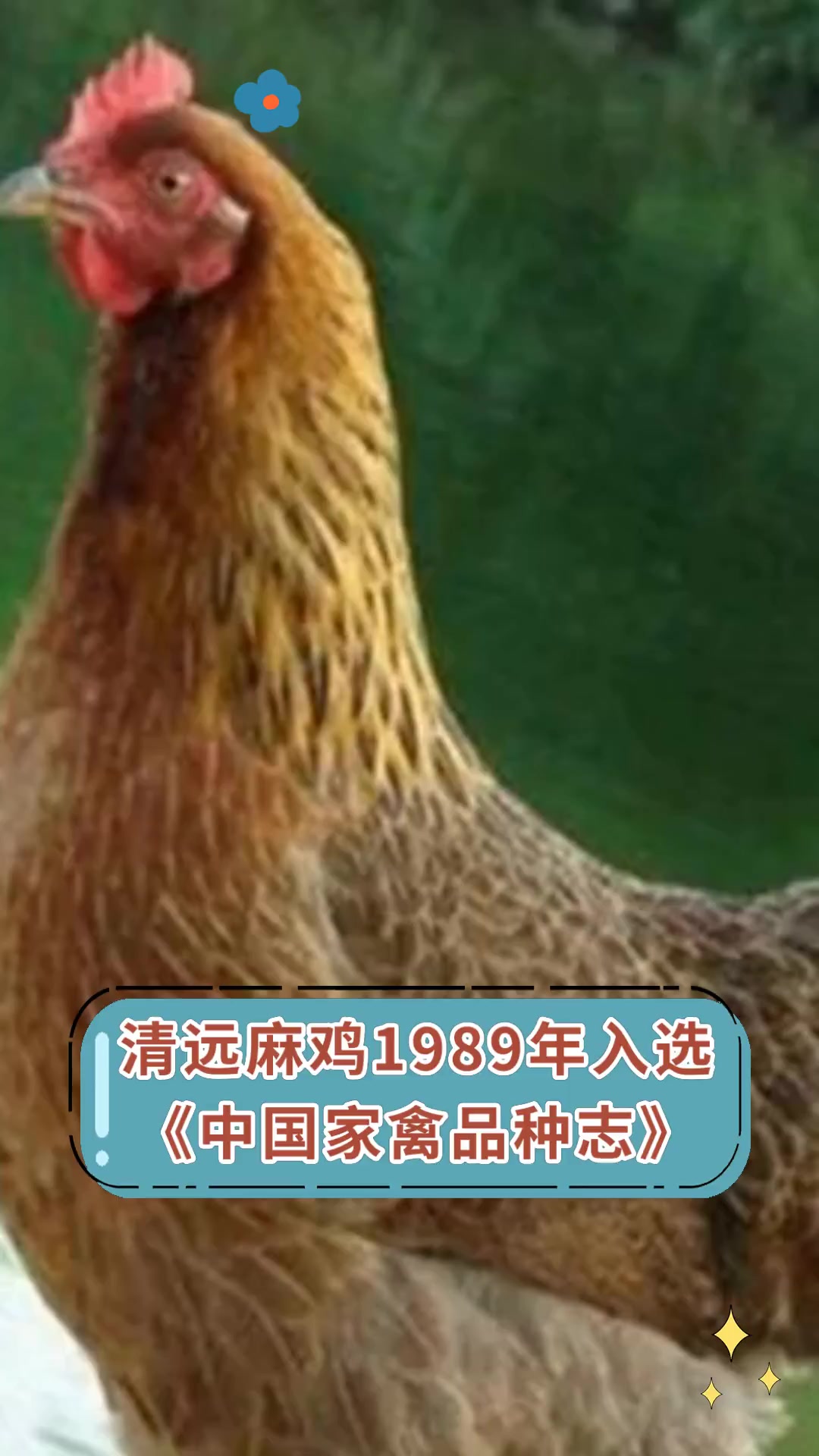清远麻鸡1989年入选《中国家禽品种志》