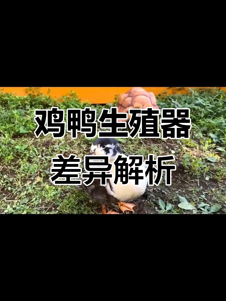 为什么鸡没有丁丁,而鸭子有?揭秘进化历程