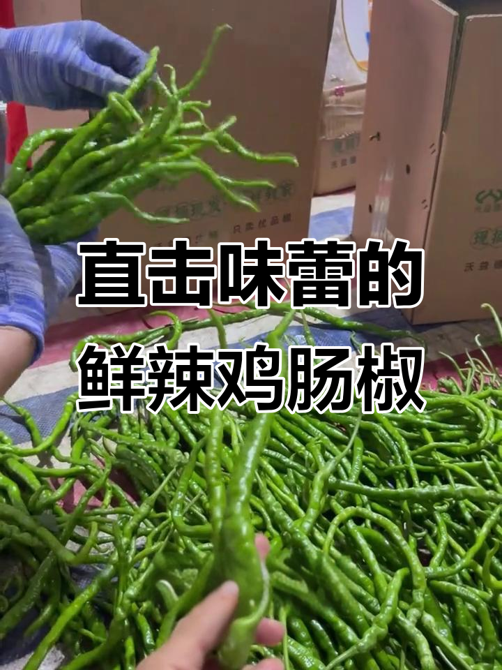 新鲜鸡肠辣椒炒肉,辣到汗流浃背,开胃又过瘾