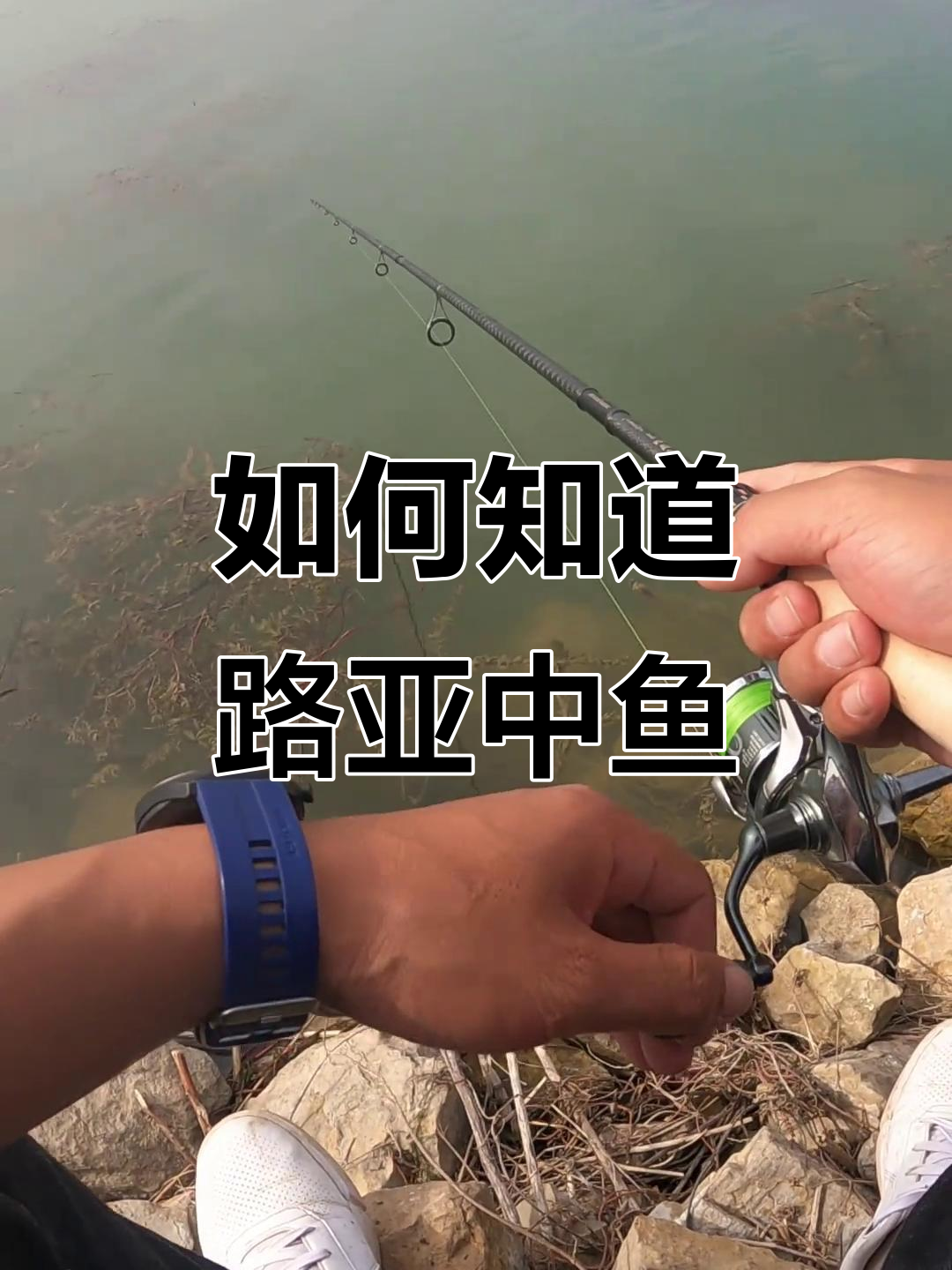 路亚新手必看!如何判断是否中鱼?