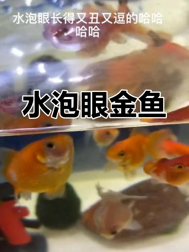 珍珠鳞金鱼的水泡眼奇观