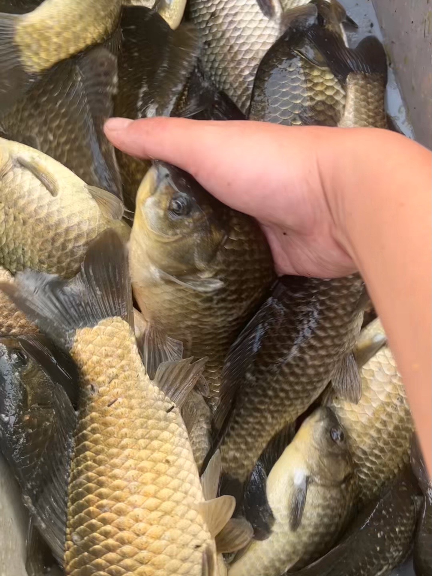 花篮捕鱼教学：如何选择合适的捕鱼位置