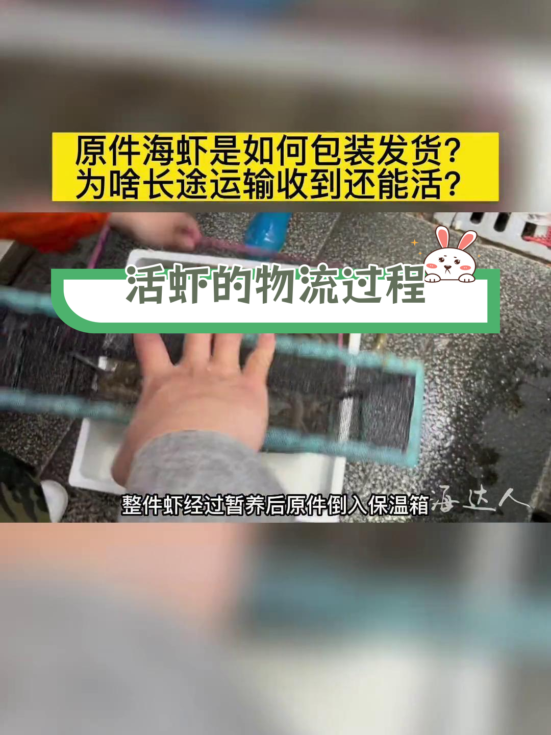 活虾包装全过程揭秘