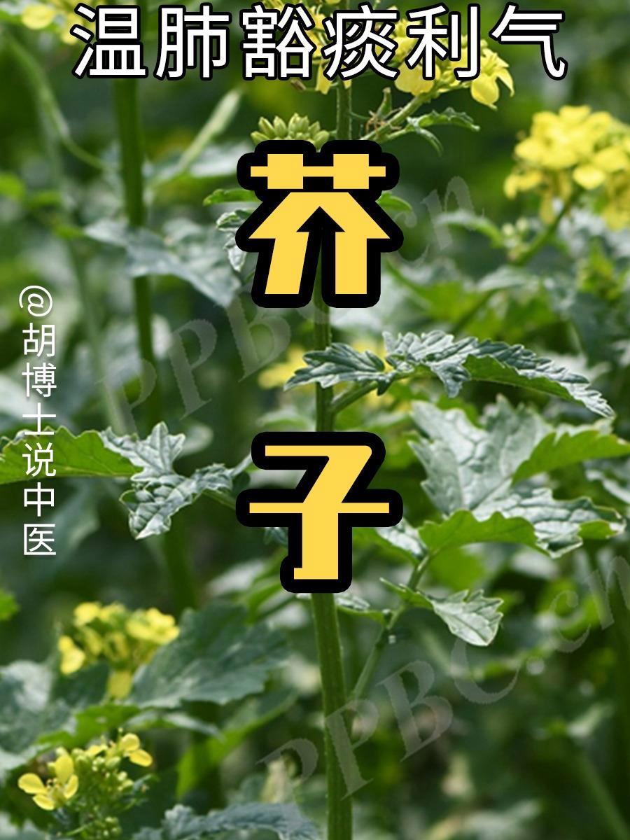 芥子有白芥子、黄芥子 芥子 中草药 胡博士说中医 医疗健康创作训练营 硬核健康科普行动