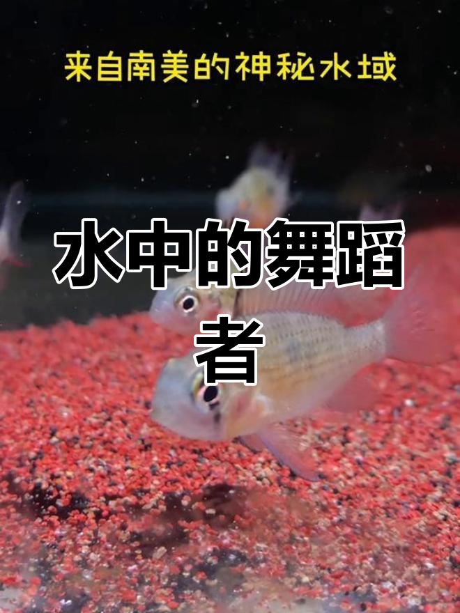 玻璃维亚凤凰鱼,优雅舞动的水中精灵