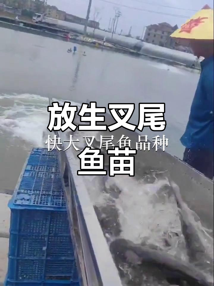 深圳粤海与东莞常平鱼苗场合作,放生叉尾鱼苗助力生态保护