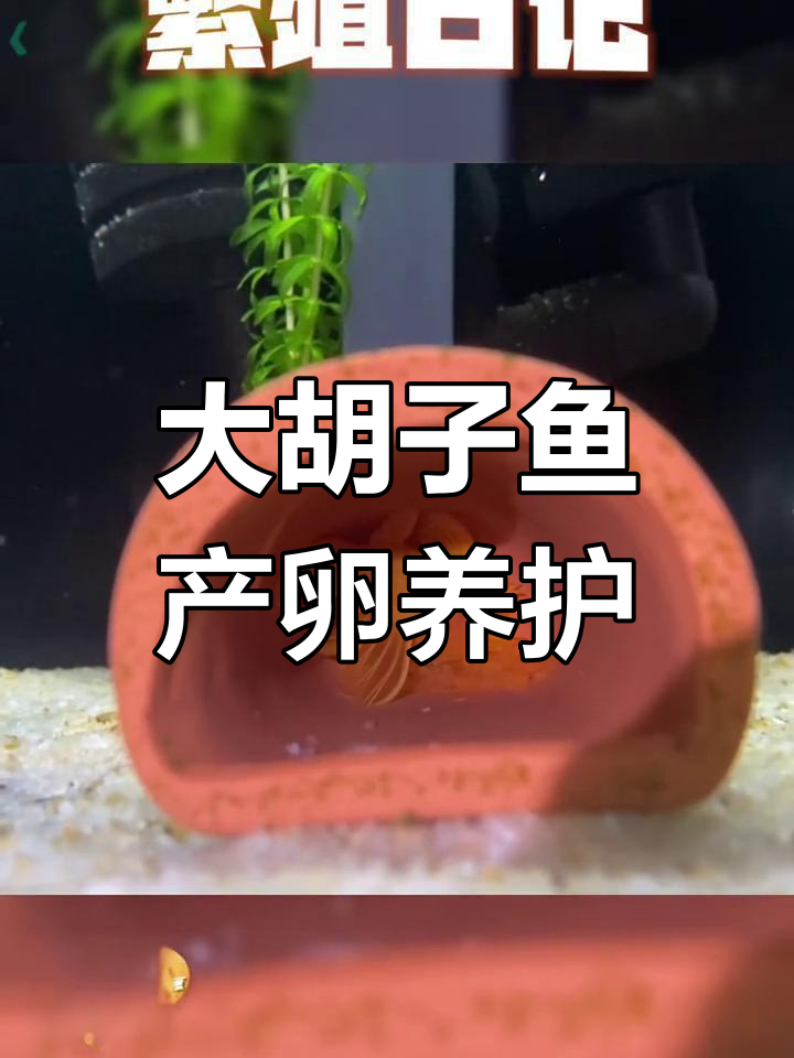 黄金大胡子鱼繁殖技巧与护理