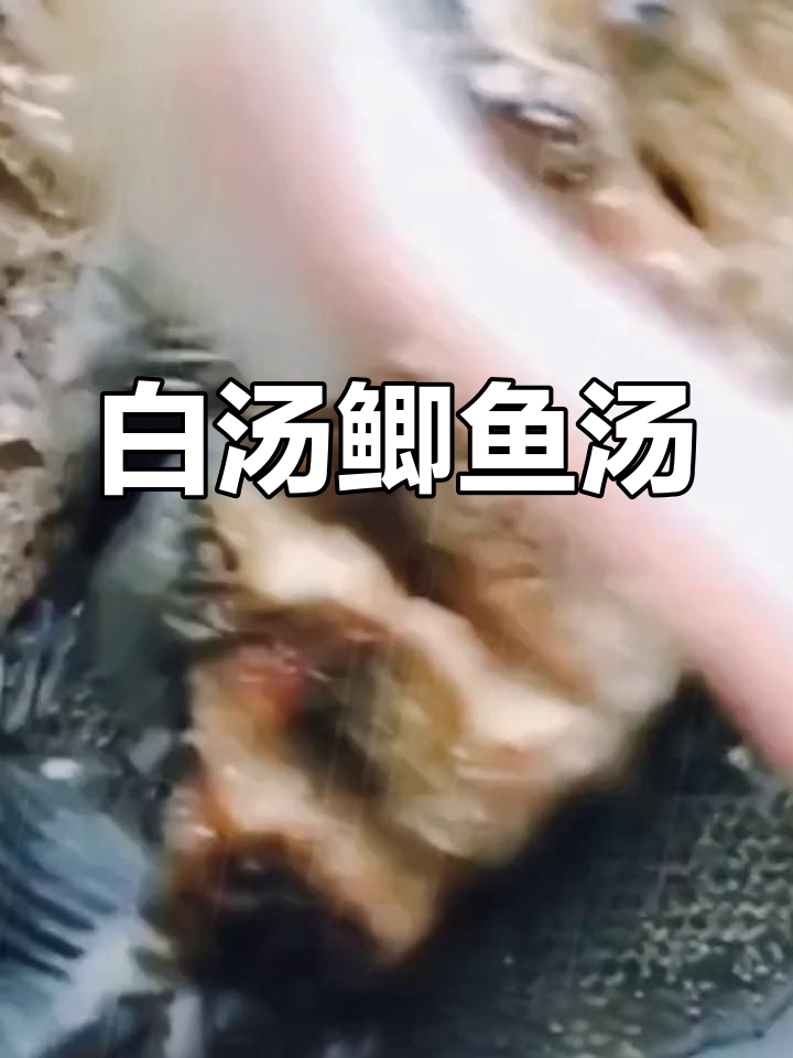 鲫鱼汤炖出白嫩美味,豆腐枸杞加持更滋补