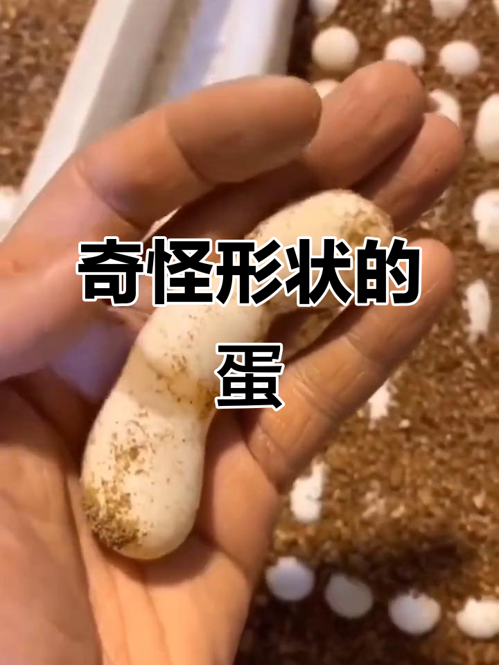 这颗鸡蛋太离谱,蛋白没有蛋黄!母鸡变战斗机了
