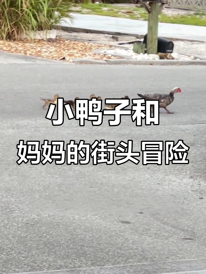 鸭妈妈带着小鸭子过马路,汽车和行人纷纷避让