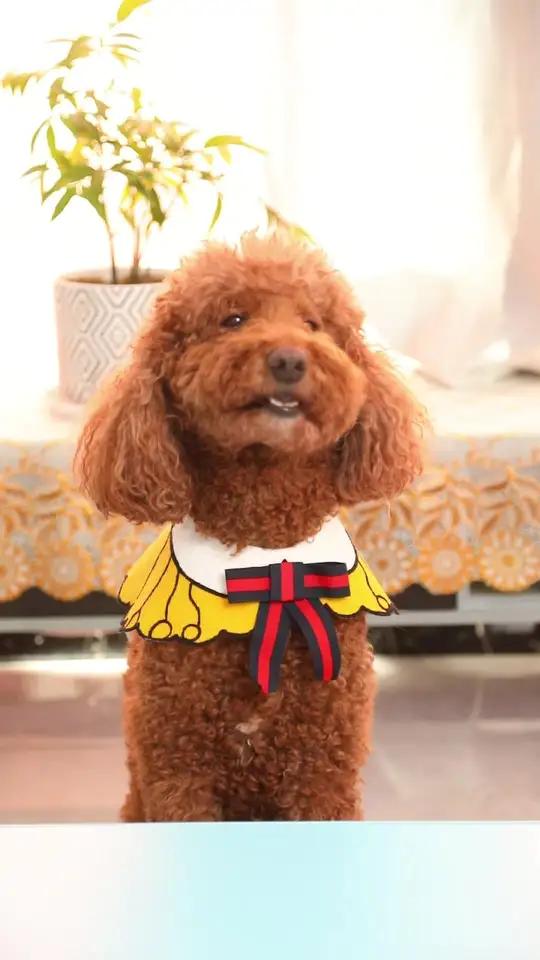 coco奶茶妈妈真的傻吗