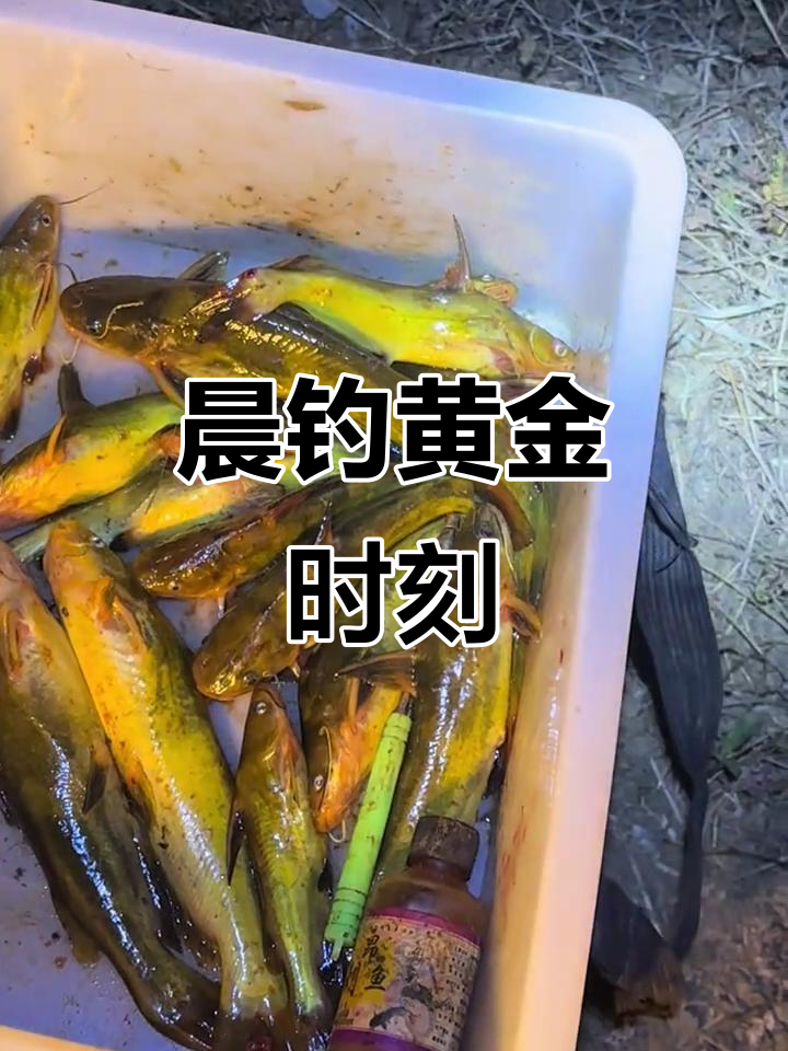昂刺鱼繁殖期,早晨捕捞最佳时机,大鱼频频上钩!