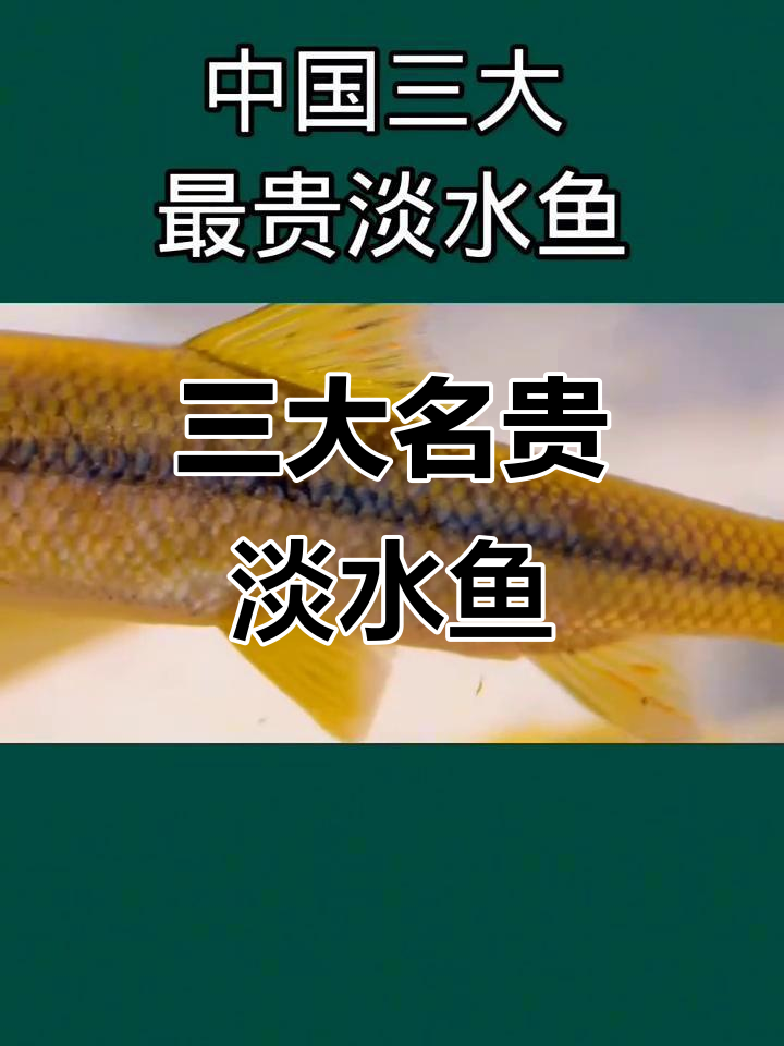 中国三大最昂贵的淡水鱼,你了解吗?