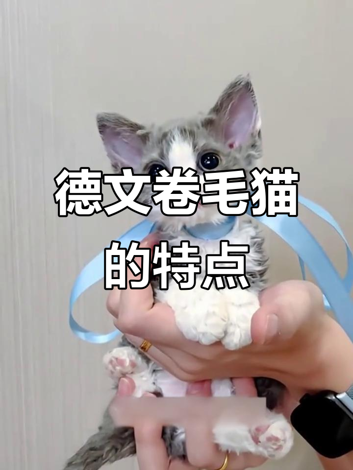 德文卷毛猫:汤姆猫的梦中情猫,粘人又聪明