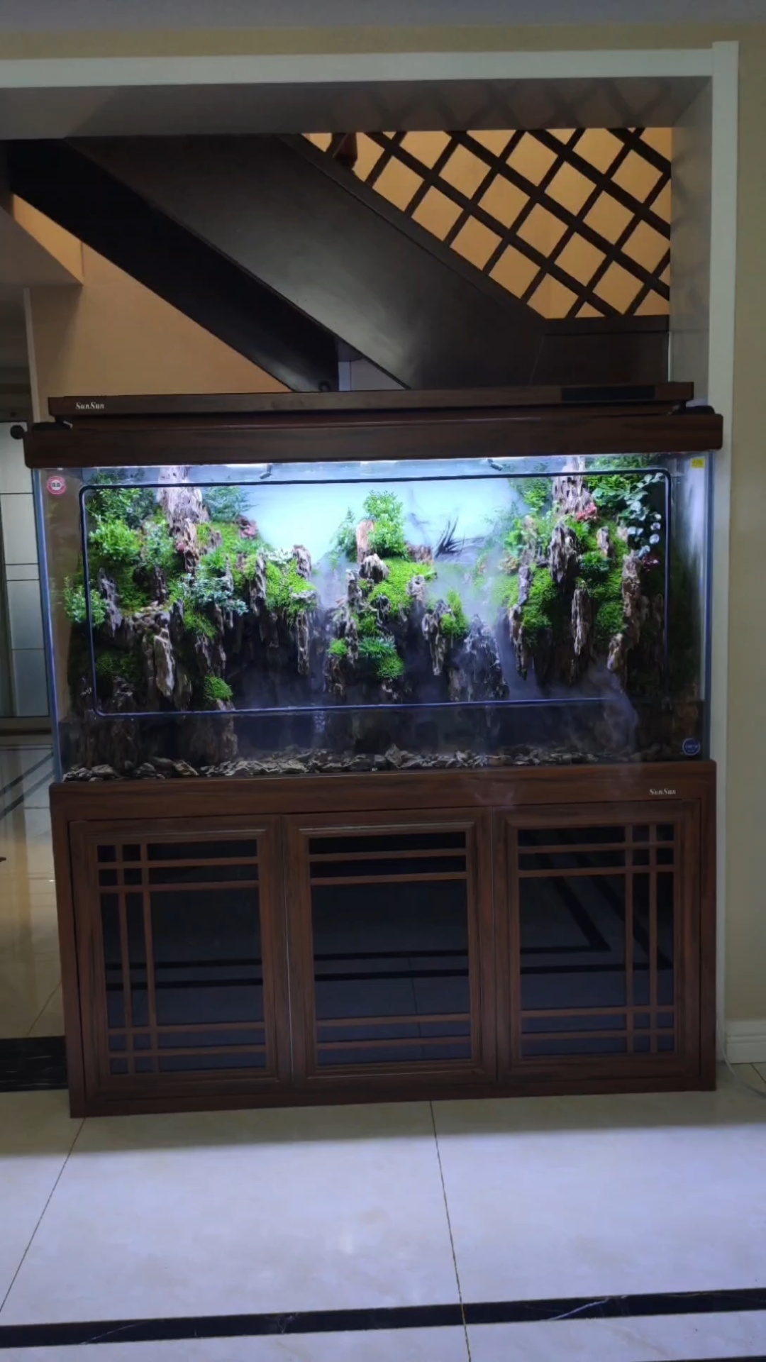 森森一米五底滤水族箱改造水陆生态缸