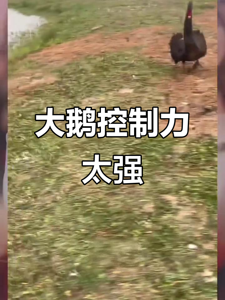 被大鹅支配的恐惧,沙雕动物迷惑行为合集