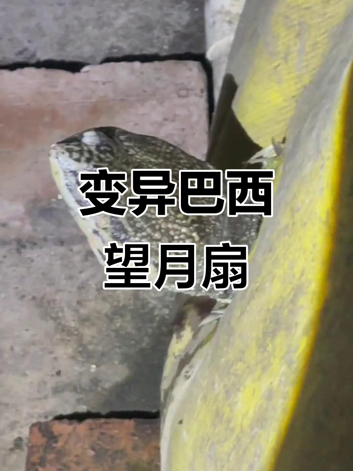 罕见望月鳝鱼,剧毒不可食