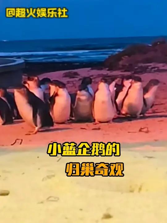澳大利亚小蓝企鹅的归巢奇观,生命的奇迹