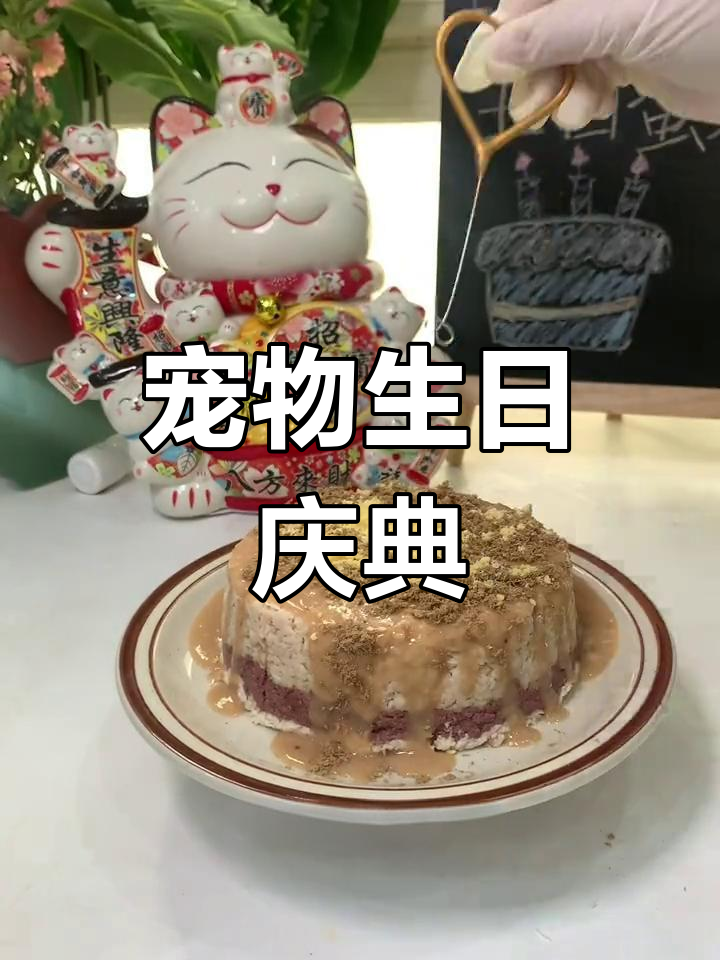 每月1号,猫咪生日派对!自制蛋糕庆祝新的一年