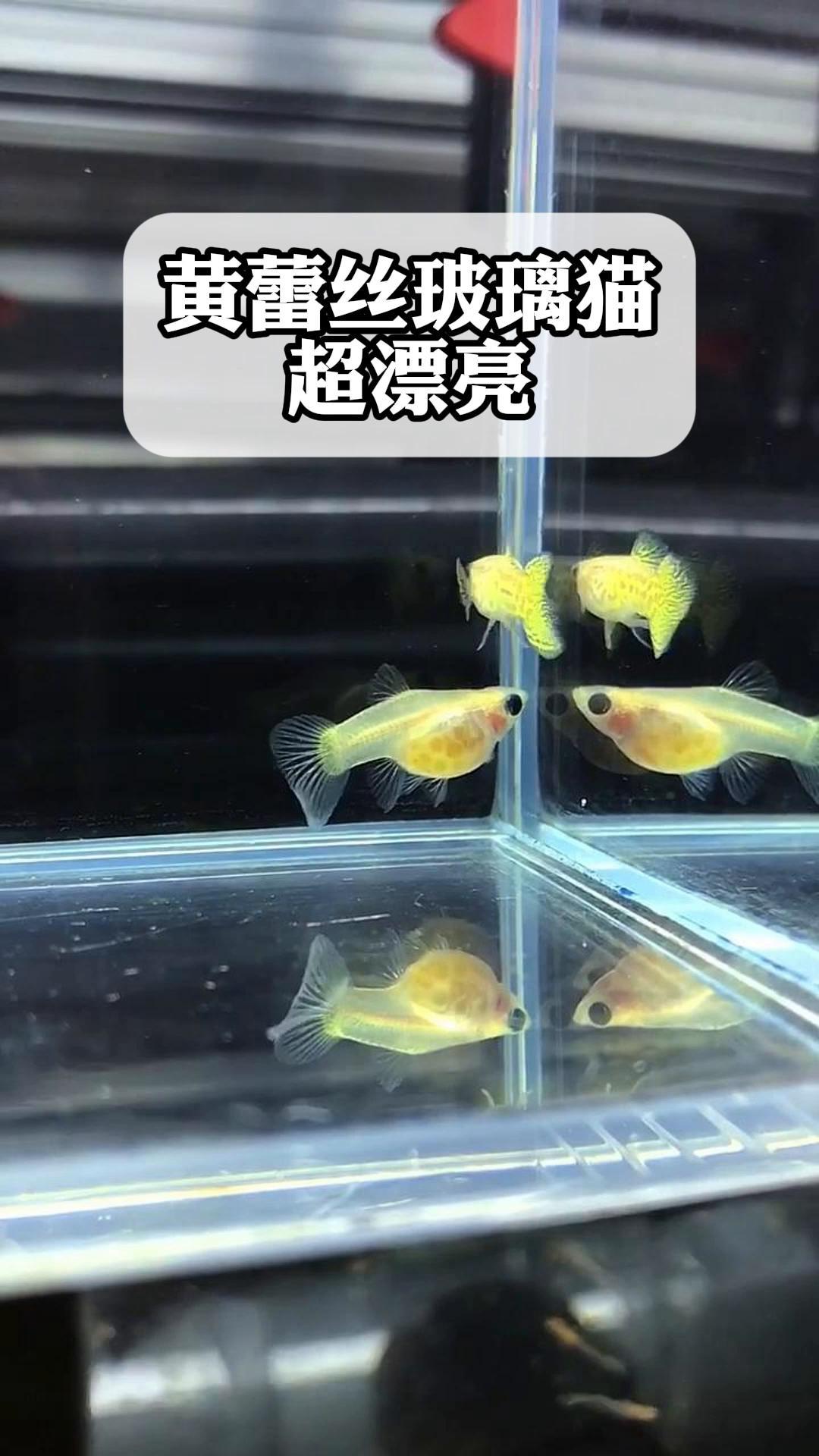 黄蕾丝玻璃猫超漂亮,玻璃猫孔雀鱼迷人
