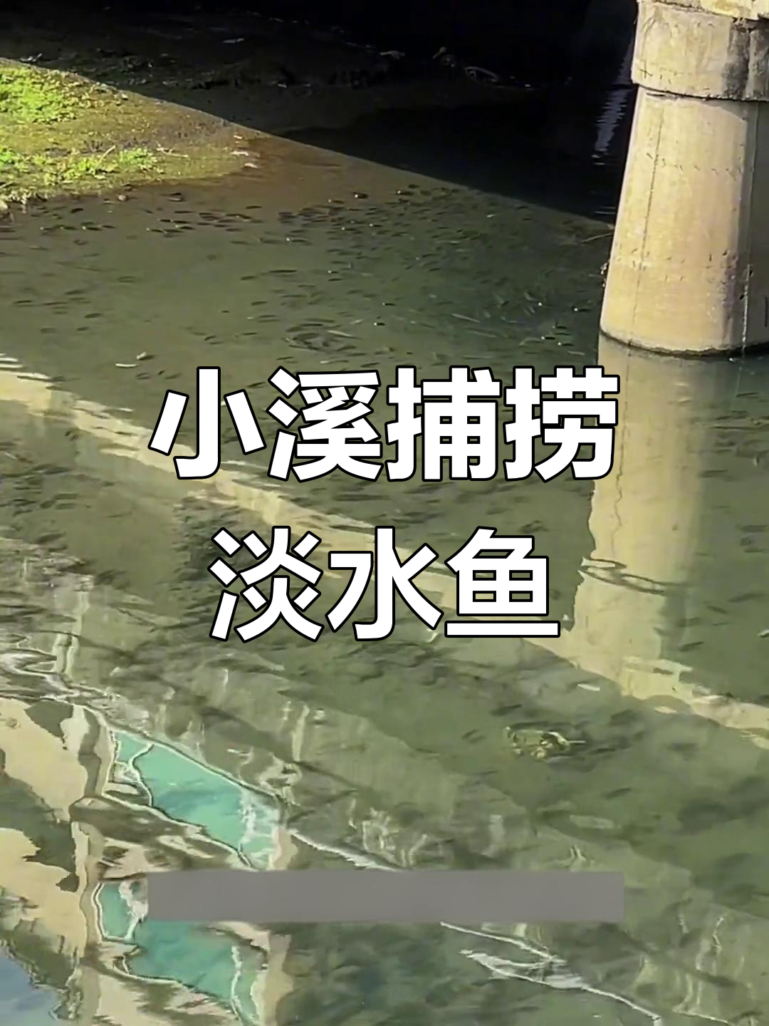 台湾小溪里的淡水鱼,随便抓!你会来试试吗?