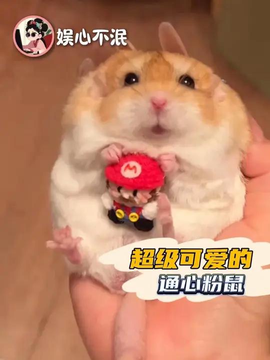 可爱到爆炸的通心粉鼠