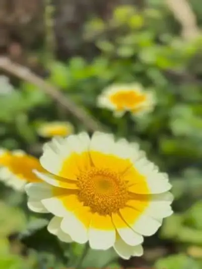 一簇簇茼蒿花，是泥土里长出的金色阳光。茼蒿花，以最朴素的姿态，拥抱最辽阔的天空