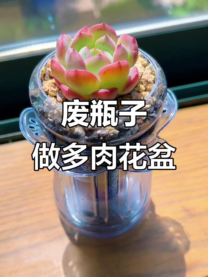 废饮料瓶变多肉花盆，创意废物利用教程