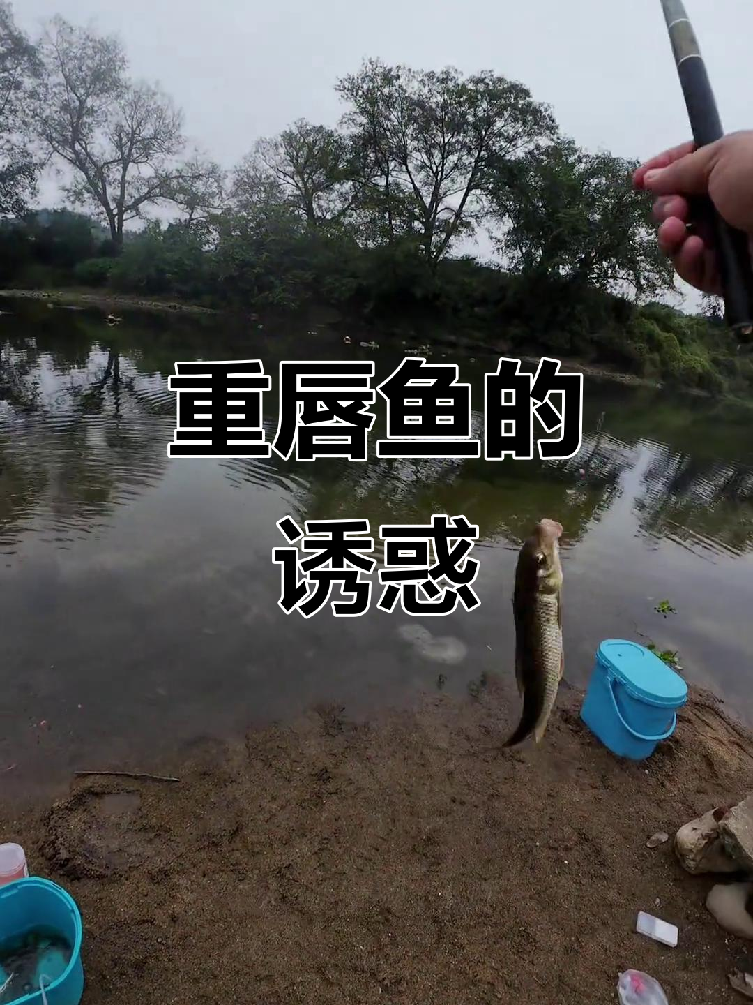 挑战重唇鱼,技巧与耐心并重,汨罗江上游是最佳钓点