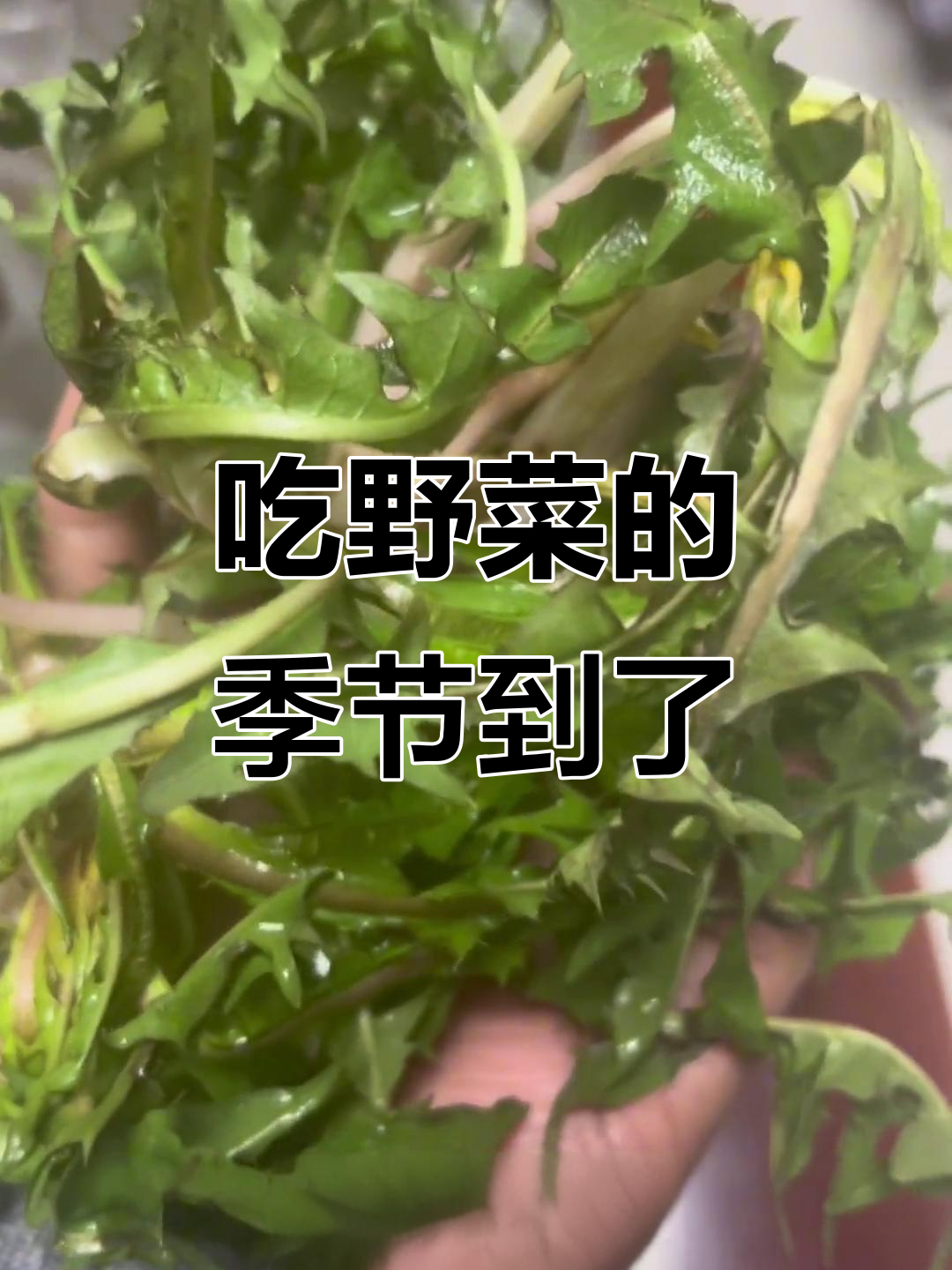 春天里的野菜美味,蚂蚁子、婆公鱼你尝过吗?