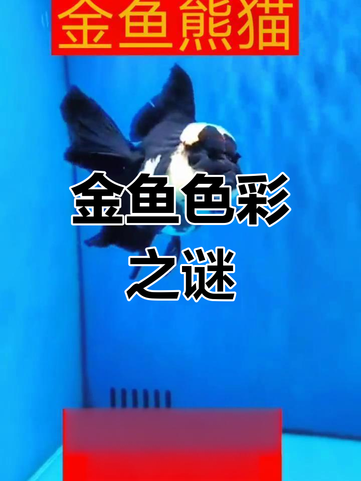 这款金鱼黑白配色,独特如熊猫舞动水中,你喜欢哪种颜色?